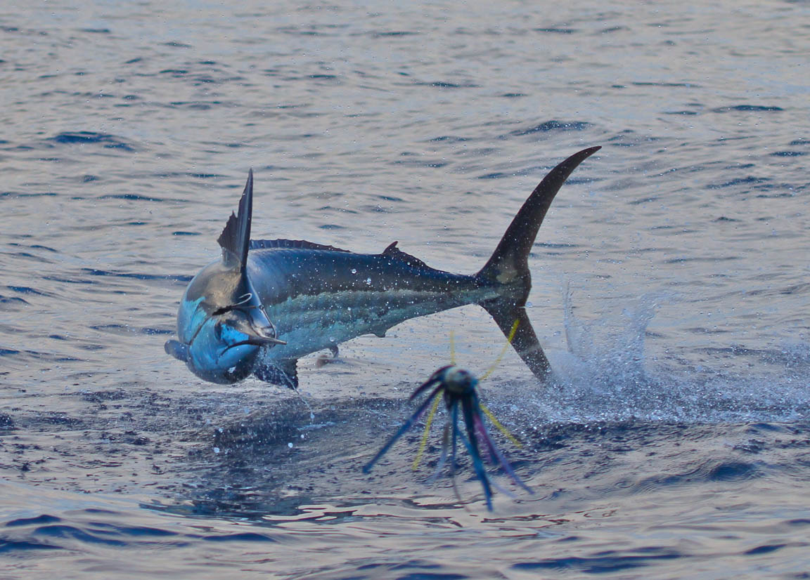 This Hawaii Fishing Book is a Cheat Code! Fishing Hawaii Style Vol